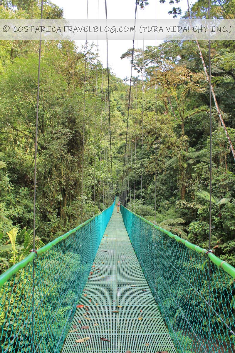 hanging bridge in the jungle mist - Bridges & Architecture