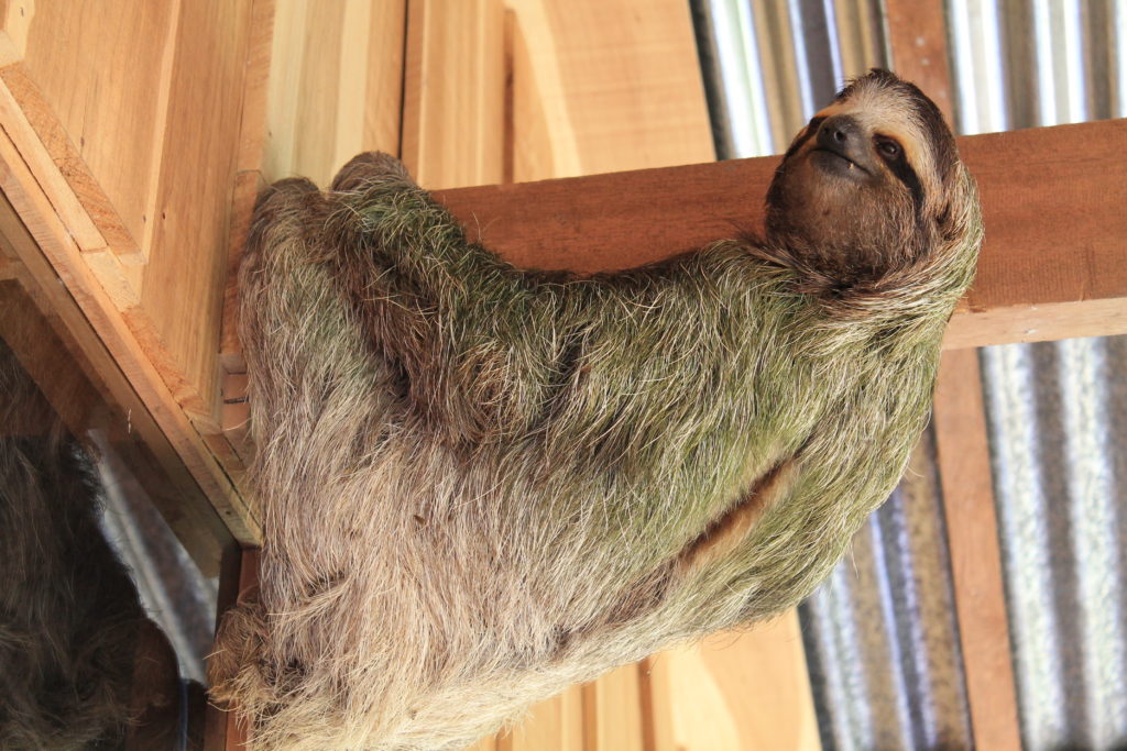 Costa Rica sloths