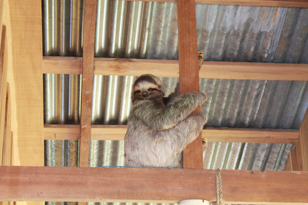 Costa Rica sloths