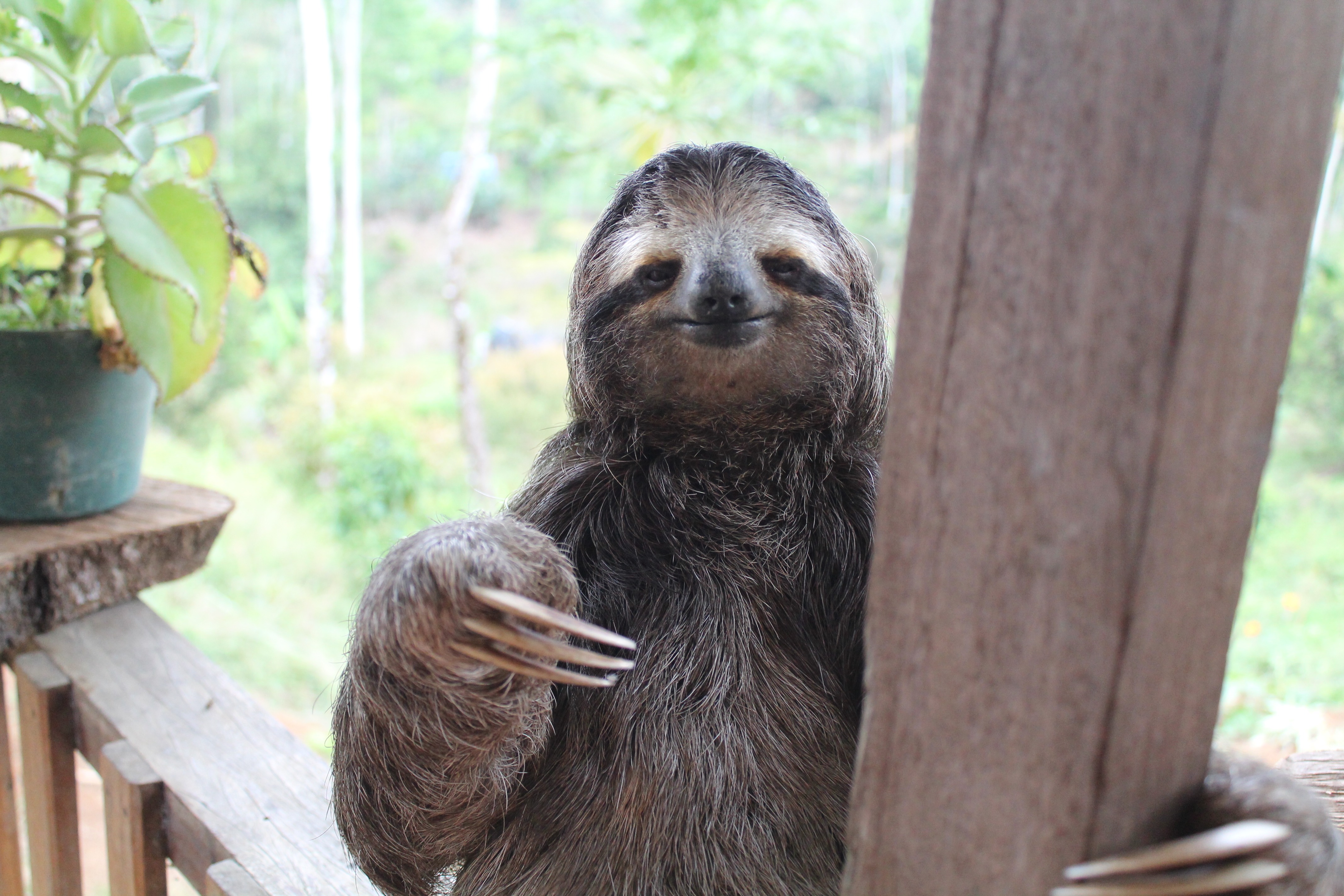 Costa Rica Sloths: Meet Rapida, Our Friendly Surprise Houseguest