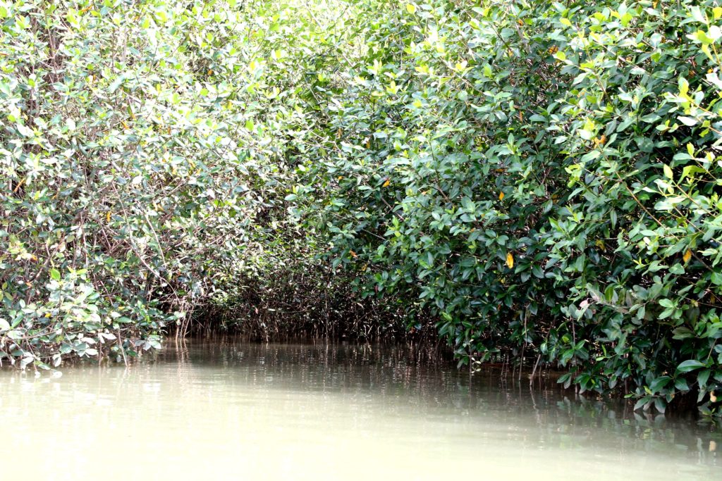 mangrove tour Costa Rica