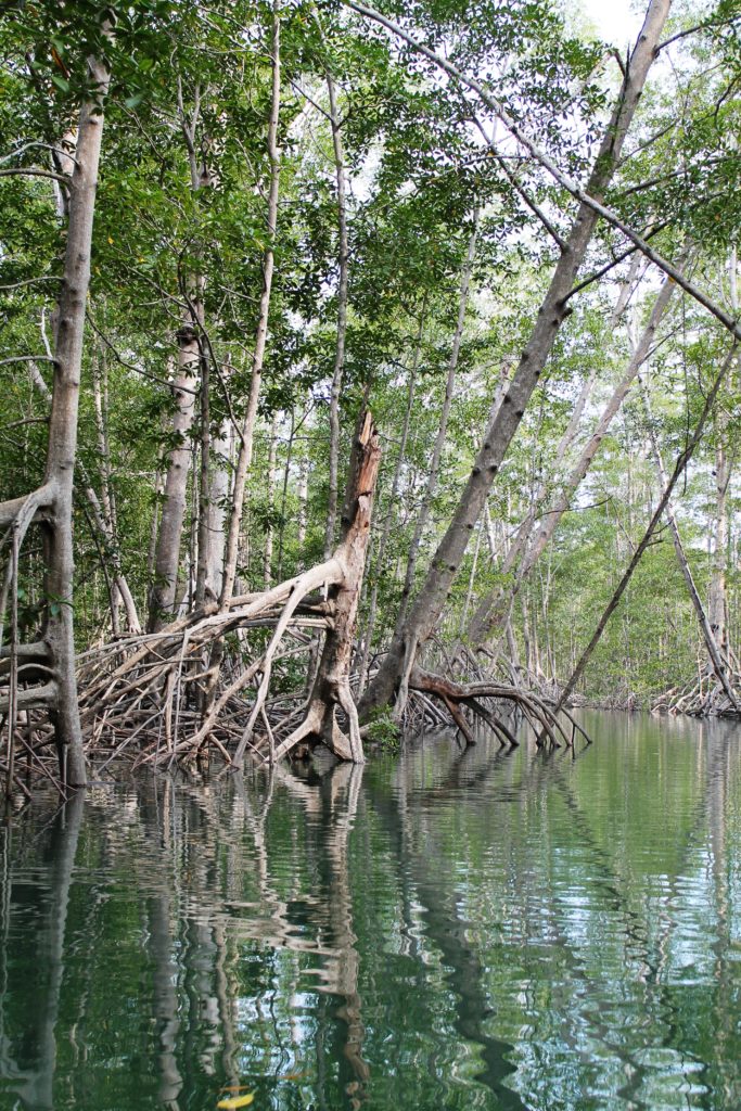 mangrove tour Costa Rica