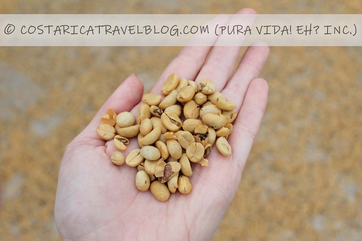 Monteverde coffee tour, chocolate tour, and sugarcane tour at Don Juan Tours