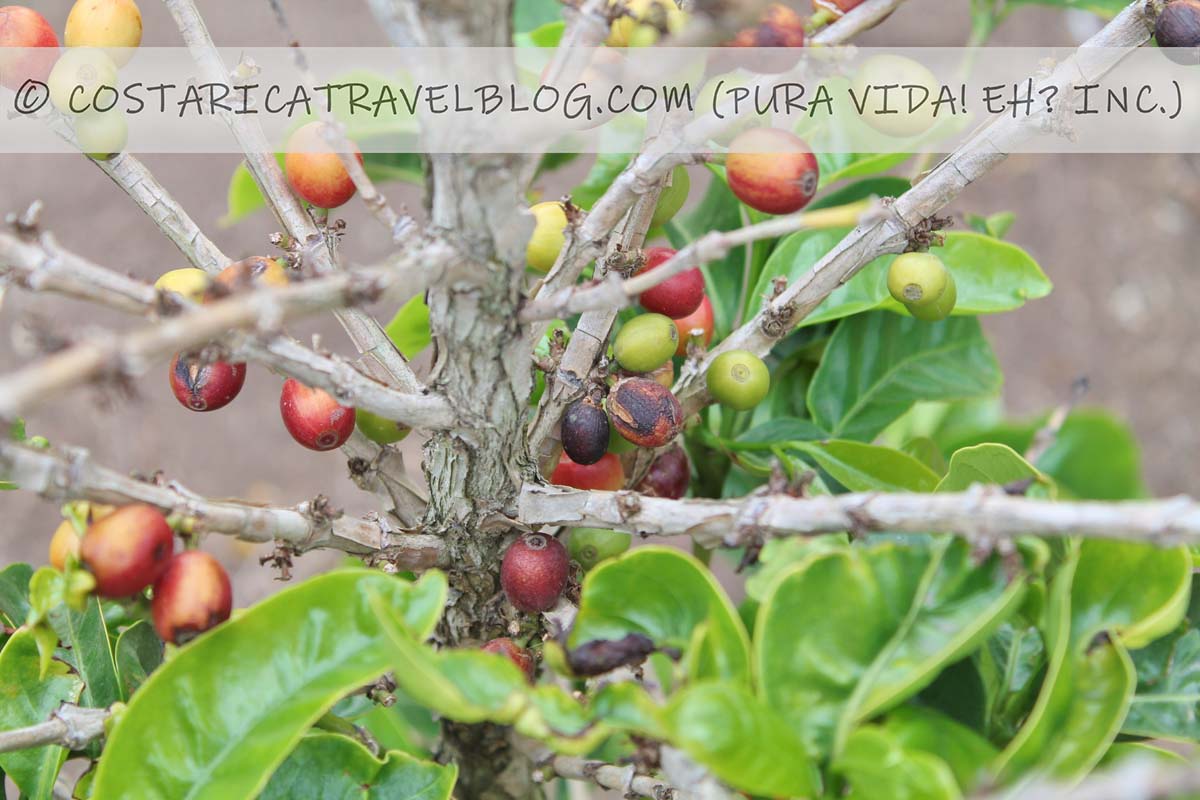 Monteverde coffee tour, chocolate tour, and sugarcane tour at Don Juan Tours
