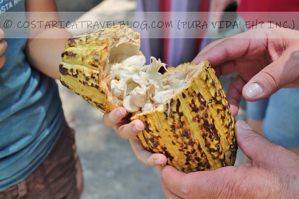 Costa Rica chocolate tour