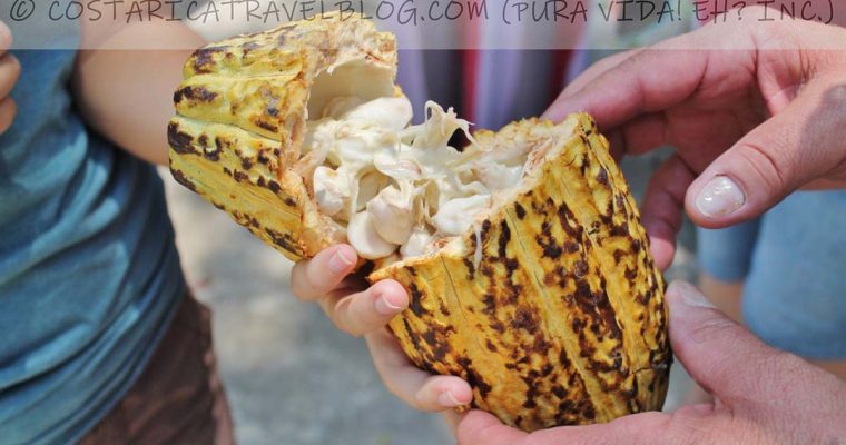 A Costa Rica Chocolate Tour For Your First Or Last Day In The Country