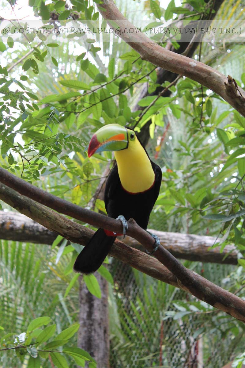 Costa Rica wildlife photography