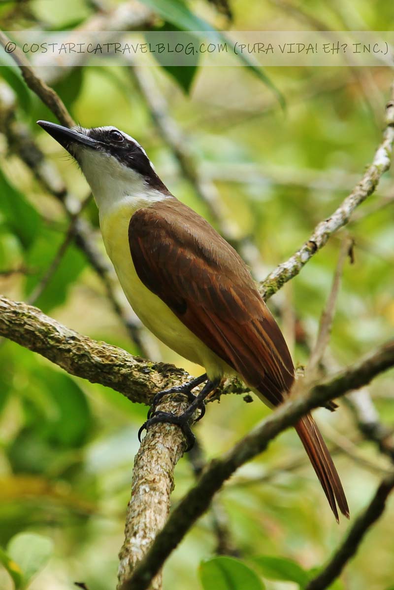 Costa Rica wildlife photography