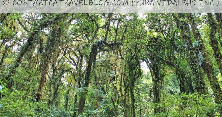 Must-Know Info About Monteverde Costa Rica From Seasoned Visitors