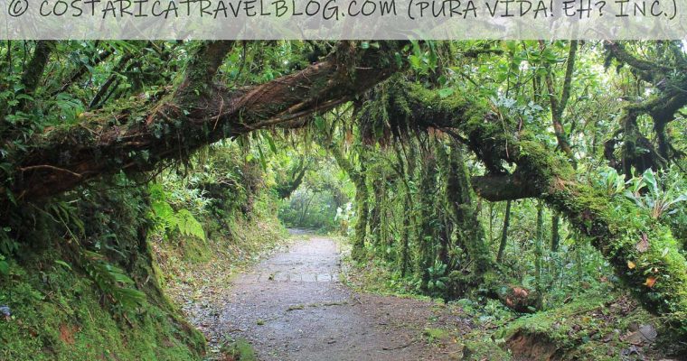 Monteverde Cloud Forest OR Monteverde Cloud Forest Reserve? What’s The Difference?
