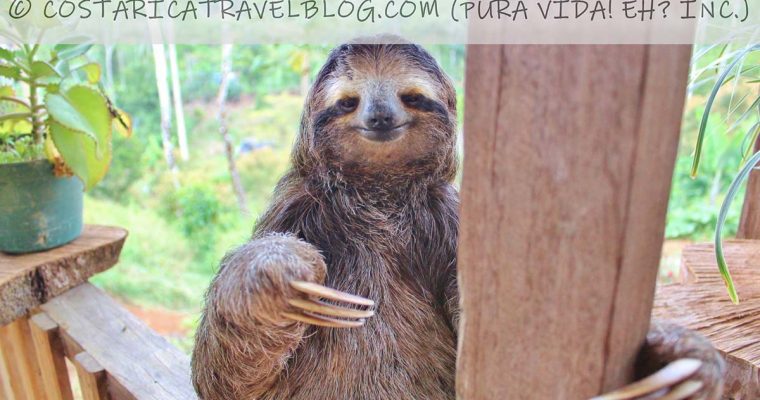 How, When, And Where To See Sloths In Costa Rica (15+ Spots)