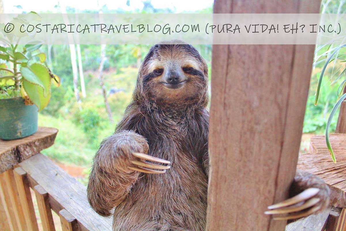 How, When, And Where To See Sloths In Costa Rica (15+ Spots)