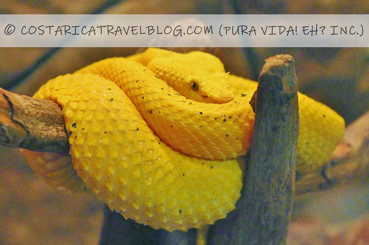 Costa Rica snakes