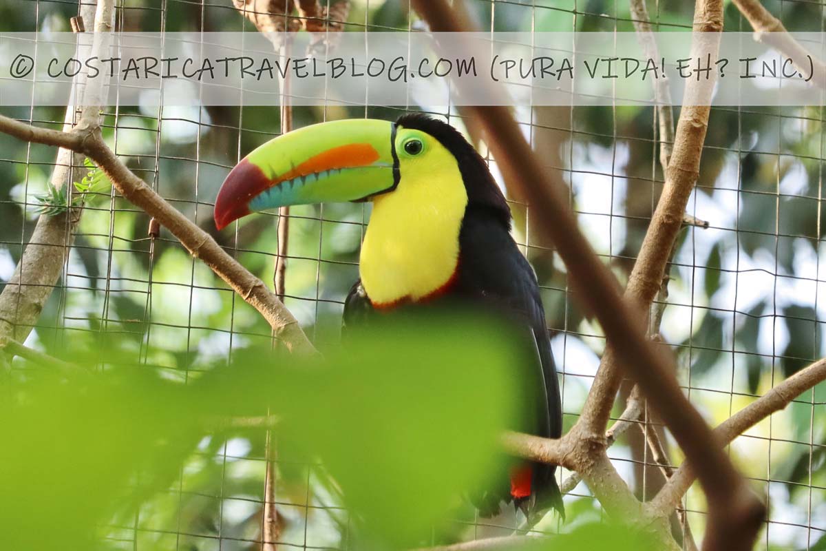 Rescate Wildlife Rescue Center (ZooAve) Costa Rica